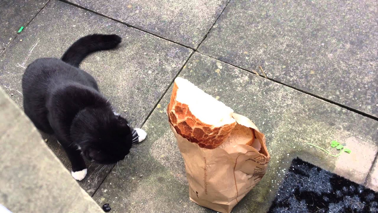 Happy Cat eats bread