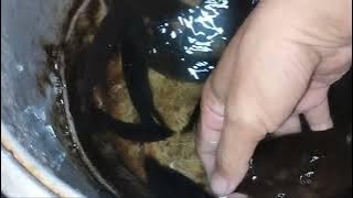 INI PERBEDAANNYA ‼️ IKAN PATUNG DAN IKAN KEPAR