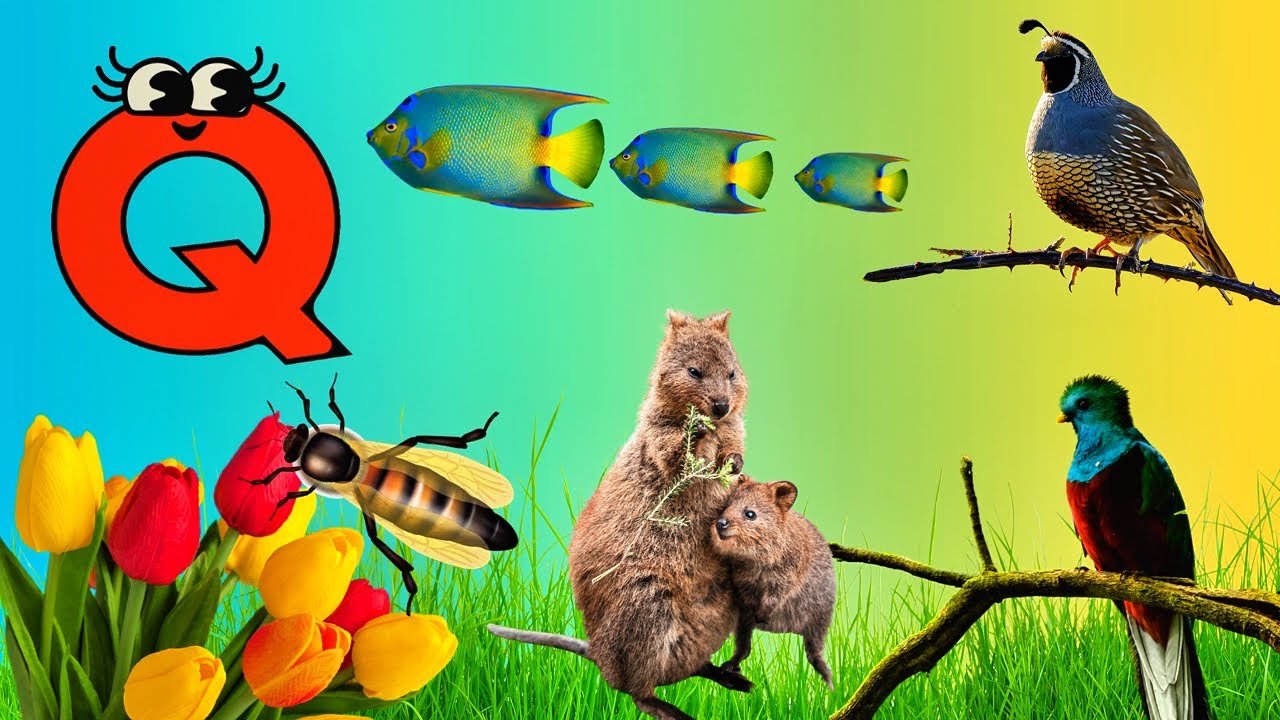 "Awesome Animals That Start With Q and Amazing Facts about them - Educational Video for Kids!"