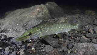 Pike and perch during a night dive Profile