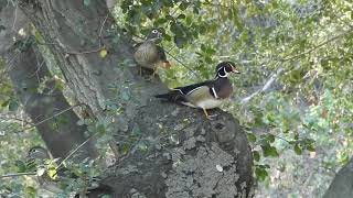 American Wood Ducks in trees!