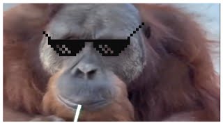 HOLY MEMES COMPILATION V13