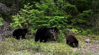 Support Locally-Led Conservation Thompson-Nicola Conservation Collaborative