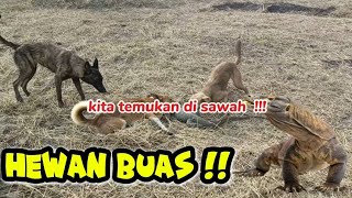 MAWAR KETUA berburu HEWAN PREDATOR 'GACOR !!!