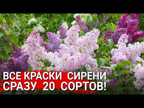 Все краски сирени - сразу 20 сортов!