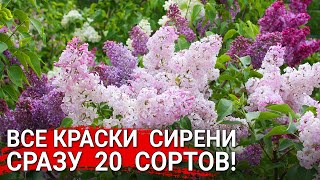 :     -   20  !