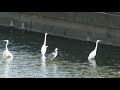 佐鳴湖の大型鳥サギのボラ漁