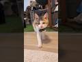 うみ が首輪になれるまで #愛猫との暮らし #愛猫 #元保護猫 #猫 #子猫