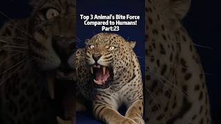 Leopard Vs English Mastiff Vs Giganotosaurus Bite Force vs Human #biteforce #educationalvideo