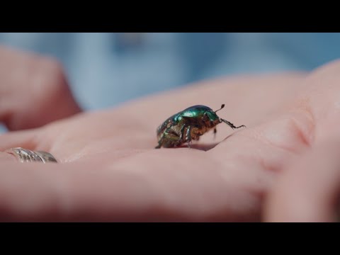 Video: Vilka insekter gör kokonger?