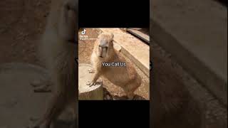 Random Memes I Found On The Internet