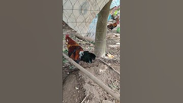 trống tơ🐓#thứcgàrừng86 #gàrừngtaitrắng #gàrừngrặc