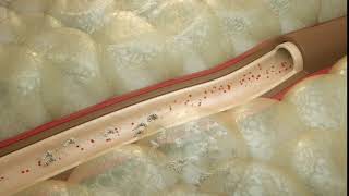 Drug release into the blood vessel - 3D animation - Ella Maru Studio