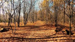 Forest BackGround Video : Beautiful Scenery Of Autumn Mood Forest | 4K Video