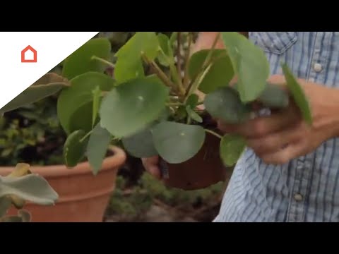 Video: Kaktus. Beskrivelse. Formularer. Husplanter. Blomster. Foto