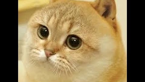 How to SAME size POPSPLIT // AGAR.IO!!!