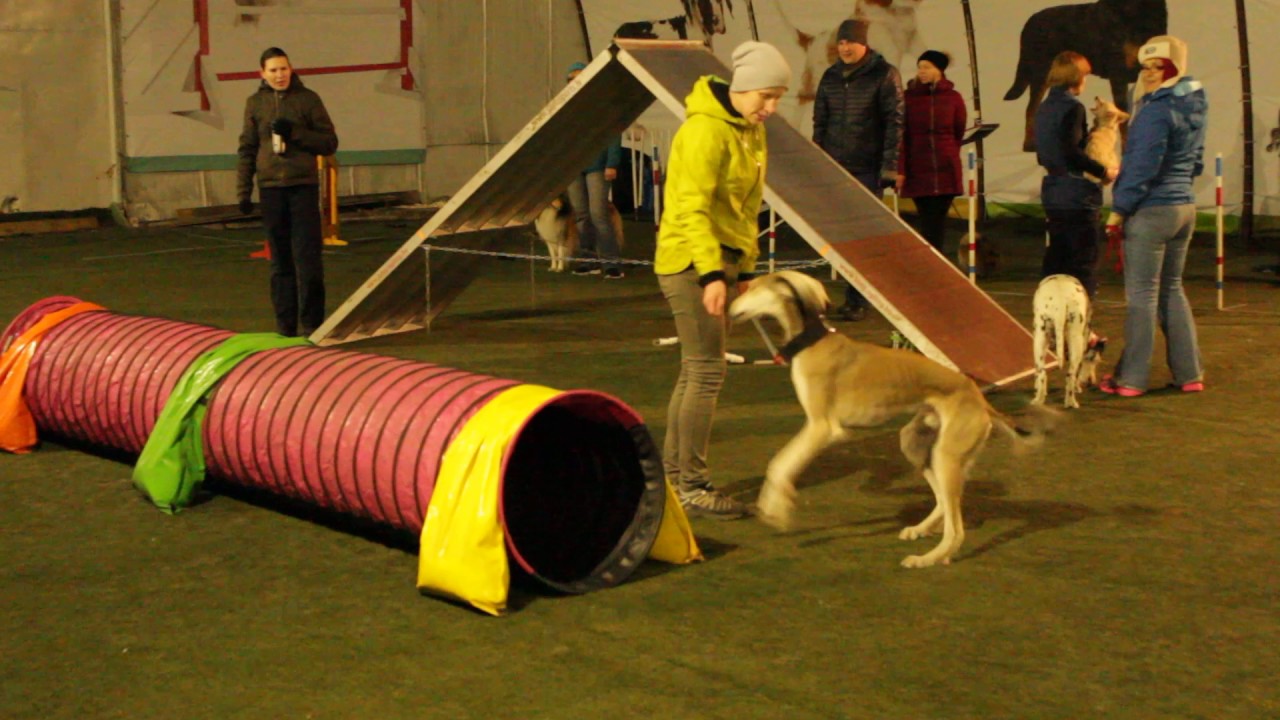 saluki-r-sa-agility-training-2-youtube