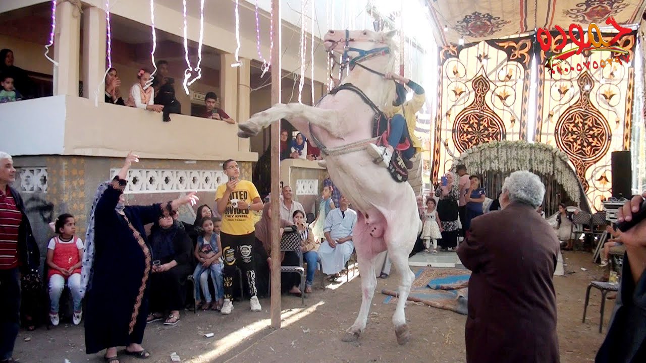 أصغر مروضة خيل و هيبة الخيول العربية الاصيلة🐎🐎