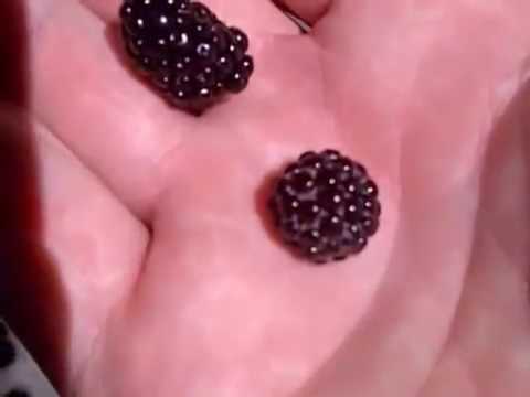 How do you tell raspberries from blackberries - YouTube