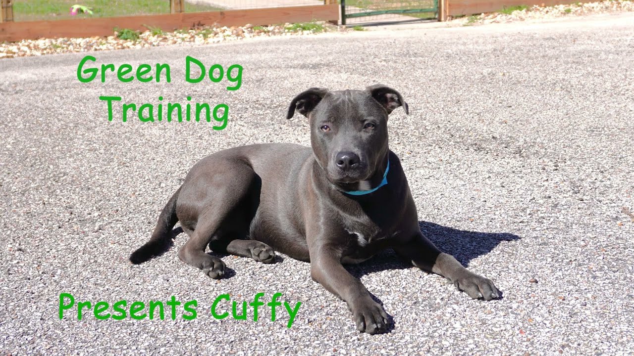Dog Training Woodlands Texas | Cuffy McInnes