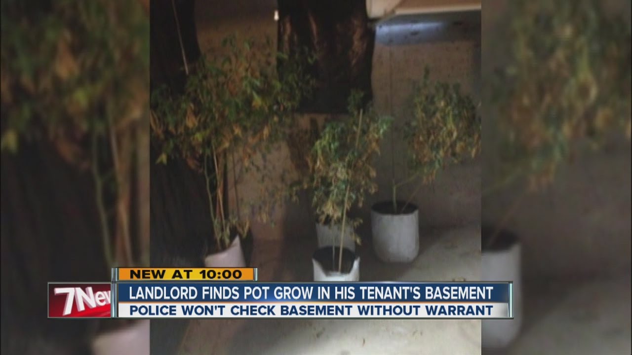 Landlord finds tenant growing pot in basement COLLECTIVE