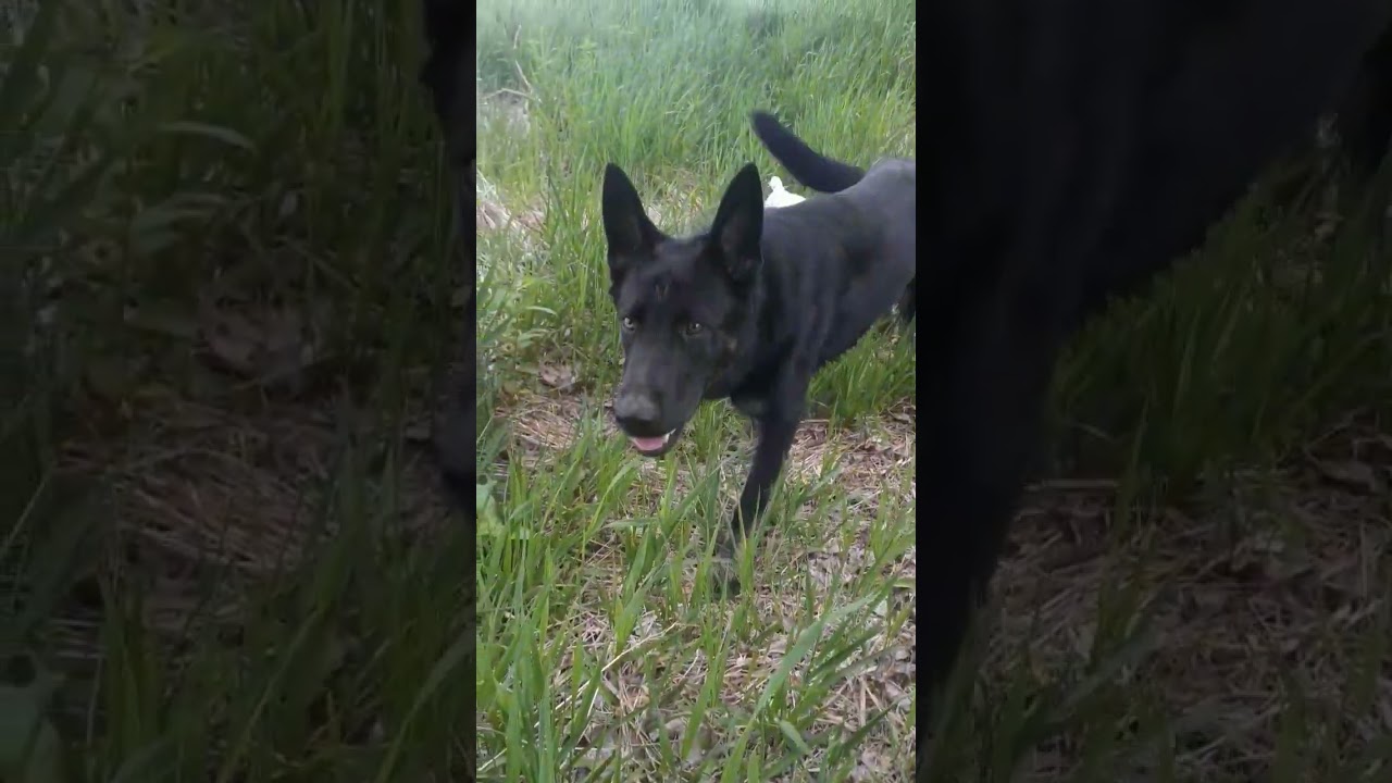 Watch out for ticks in the tall grass! Protect your pets from flea and ticks please  ✔Yourself too!