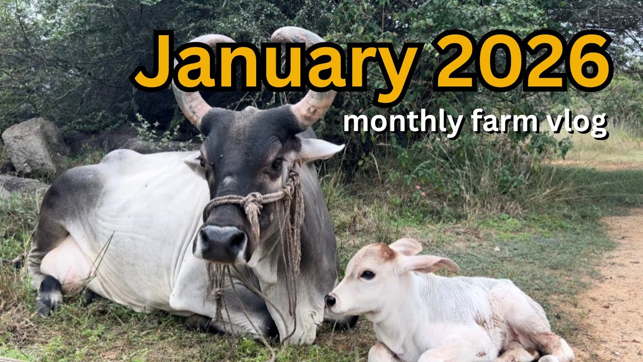 January monthly farm vlog | new calf, guesthouse, seed harvest, fishes, goats 