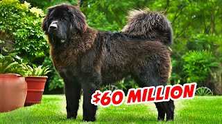 15 Most Expensive Pets in the World