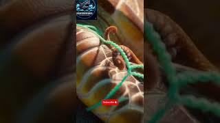 Unbelievable! Octopus Rescues Trapped Sea Turtle 🐙🐢 | Emotional Ocean Rescue