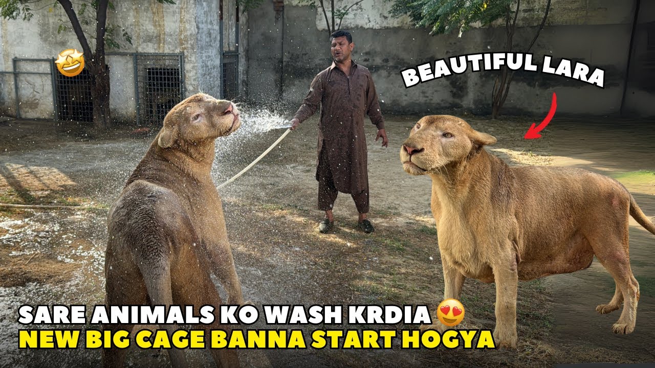All Animals Bath Day | Beautiful Lara 🤩 | Naya Big Cage Ki Tyari Shuru Hogai 😱