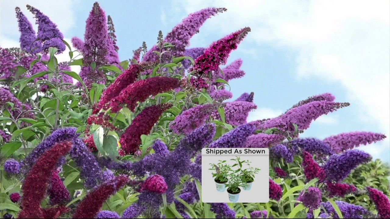 Cottage Farms Dazzling Design 3piece Tricolor Butterfly Bush on QVC