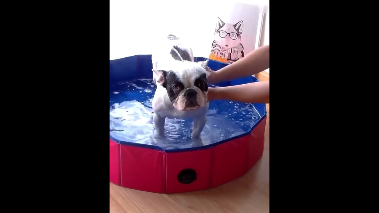 Portable Pet Pool Foldable Dog 470a2fd91d304e358c36bd50778b98a0