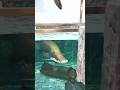 🎣 “Amazing Big Fish Caught on Camera | Unbelievable Fishing Moment”#fishing #fish #love #fish