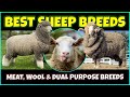 Best Sheep Breeds Meat Wool And Dual Purpose Sheep Breeds 