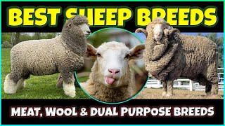 Best Sheep Breeds | Meat, Wool and Dual Purpose Sheep Breeds