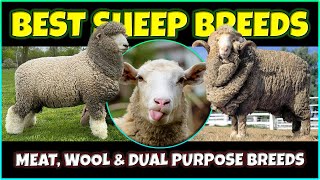 Best Sheep Breeds  Meat Wool And Dual Purpose Sheep Breeds