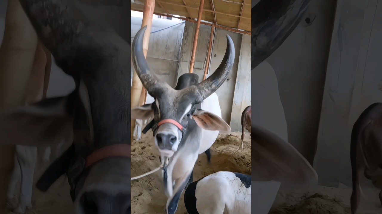 Dangerous kankrej bull 🐂 