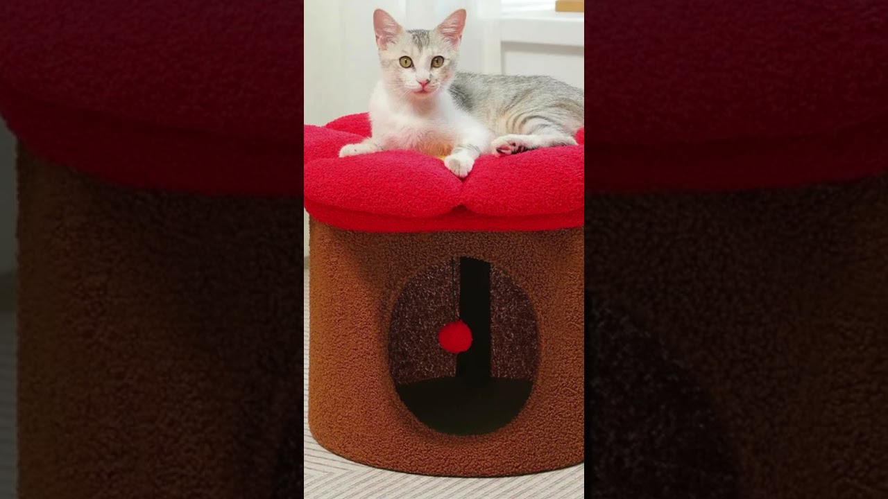 Give your cat the softest spot to bloom! 🌷