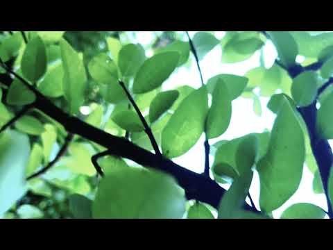 Seamless Mobile Camera transitions in 32 seconds... (B roll with Mobile)