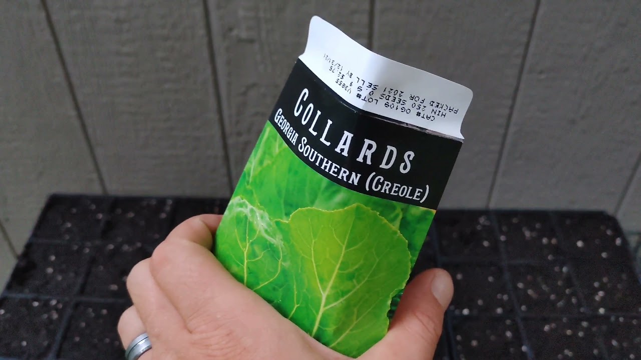 Starting Fall Collards From Seed Zone 7B How We Do It YouTube