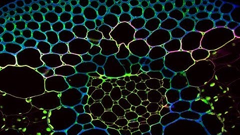 Cellular architecture