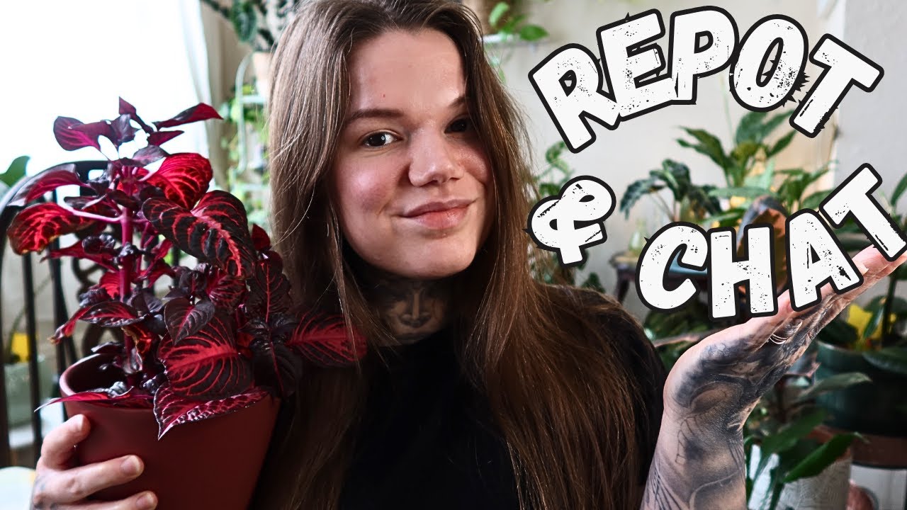 ПЕРЕСАДКА РАСТЕНИЙ СО МНОЙ | Iresine Herbstii Bloodleaf & Funnygold