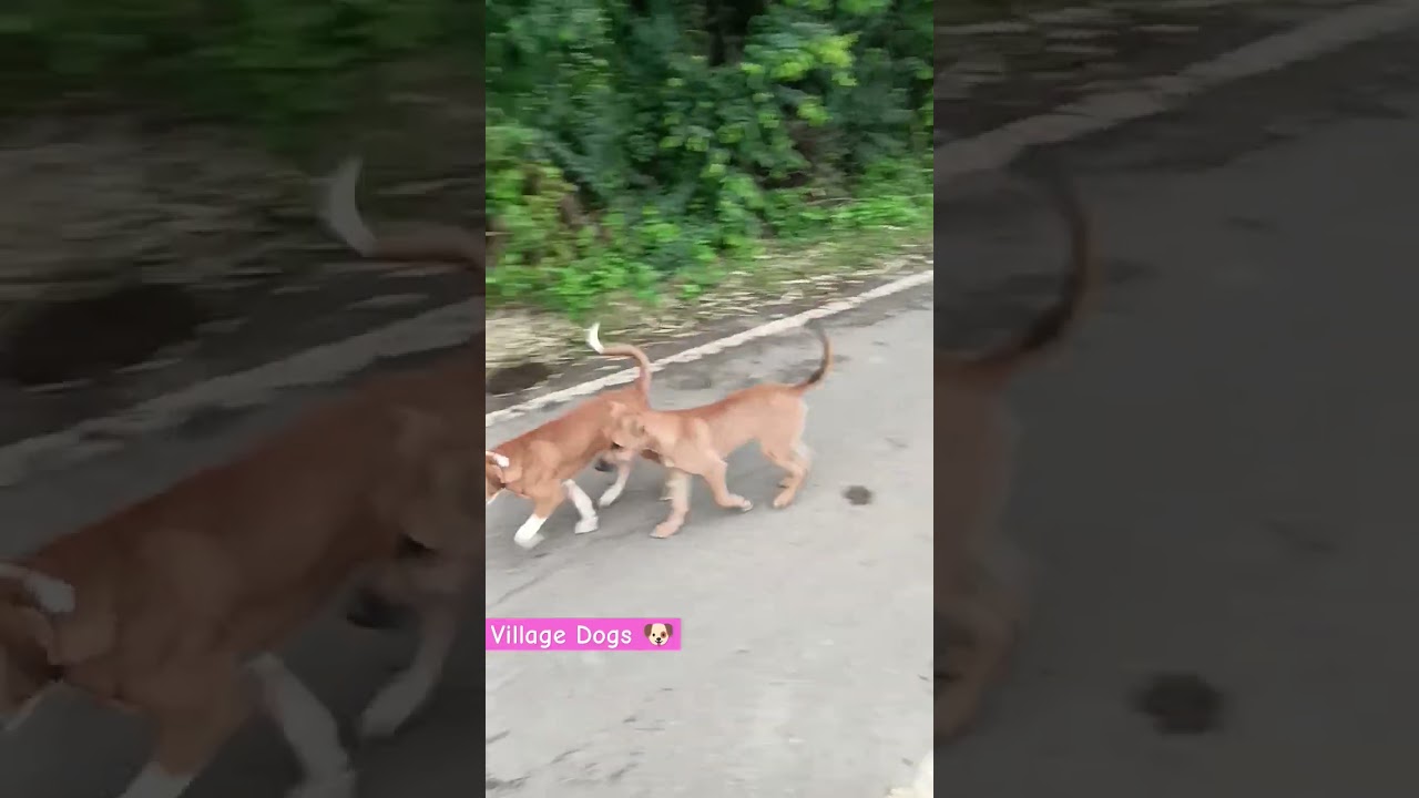 Village Dogs 🐕🐶