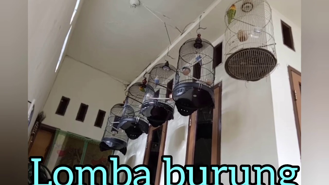 lomba burung 