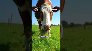 Zebra-Painted Cows: An Eco-Friendly Solution to Flies #shorts