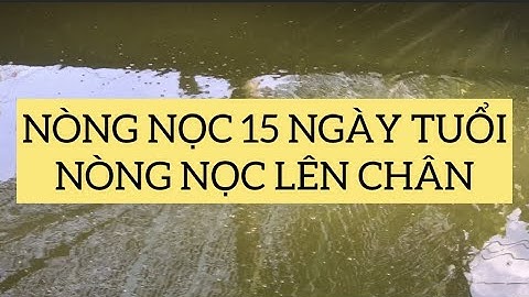 Cách nuôi ếch con, nòng nọc khi lên chân | Kinh nghiệm nuôi ếch