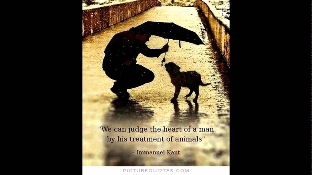 animal rights video - YouTube