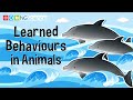 Animal Learning: The Impact of Experience on Behavior and Survival