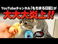 人気YouTubeチャンネル「もちまる日記」が大炎上！！
