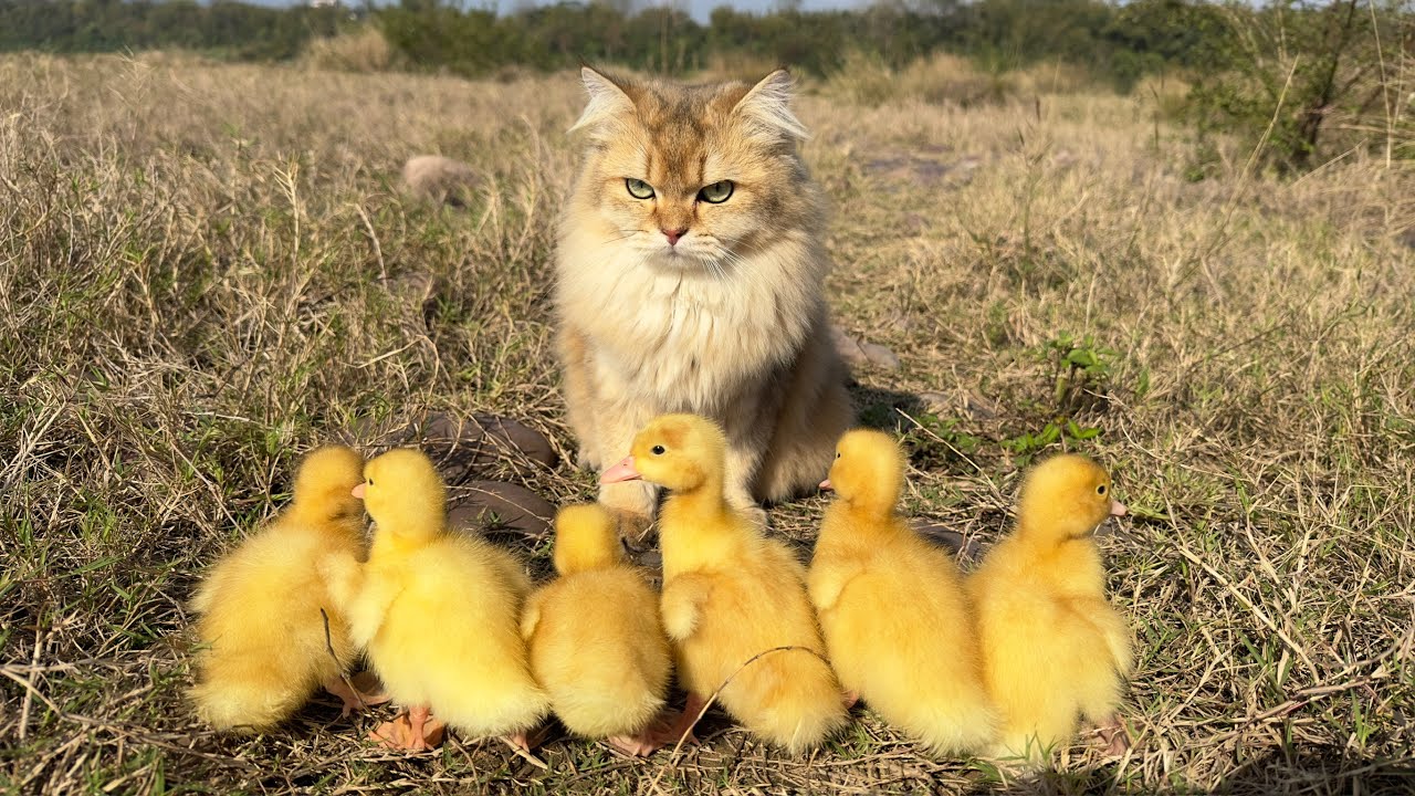 👍The kitten tamed the cute duckling! Take the sleepy duckling for a ...